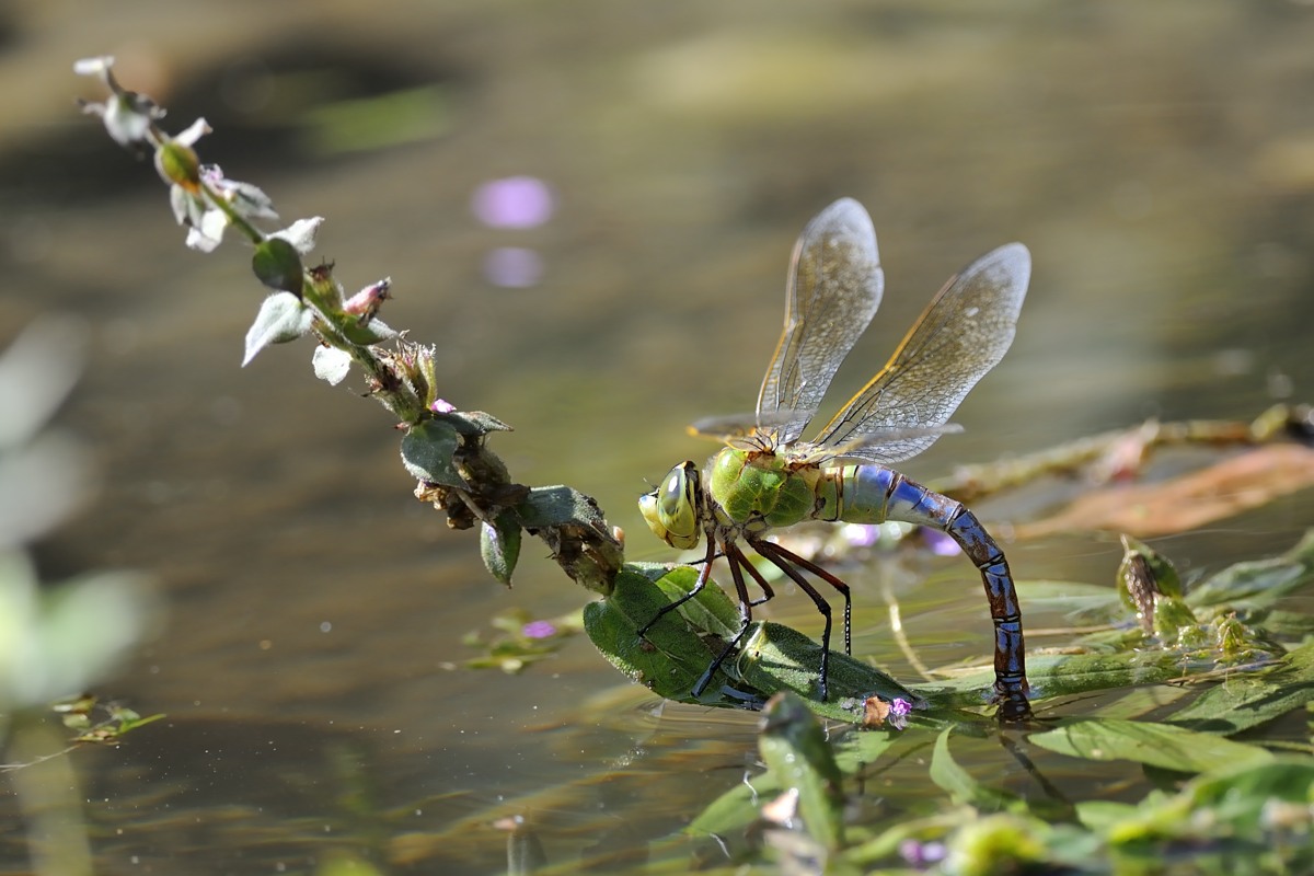 Anax imperator